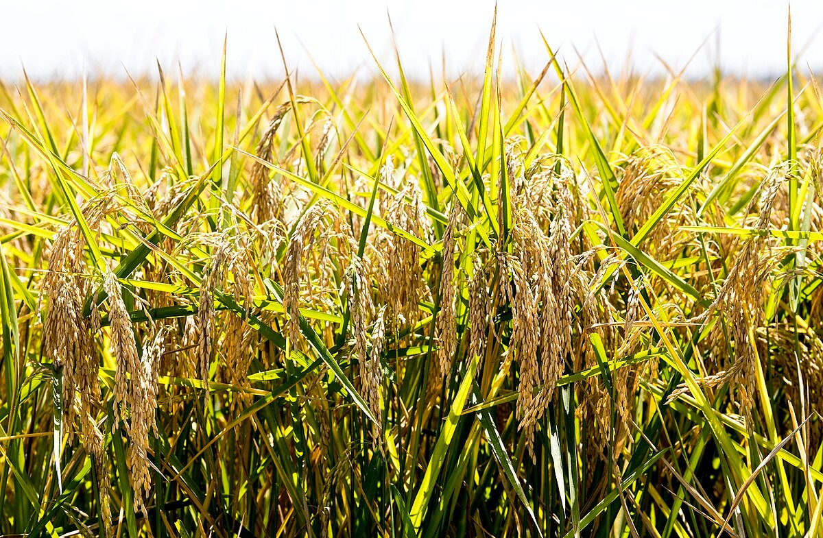 Cold chain or harvest visual